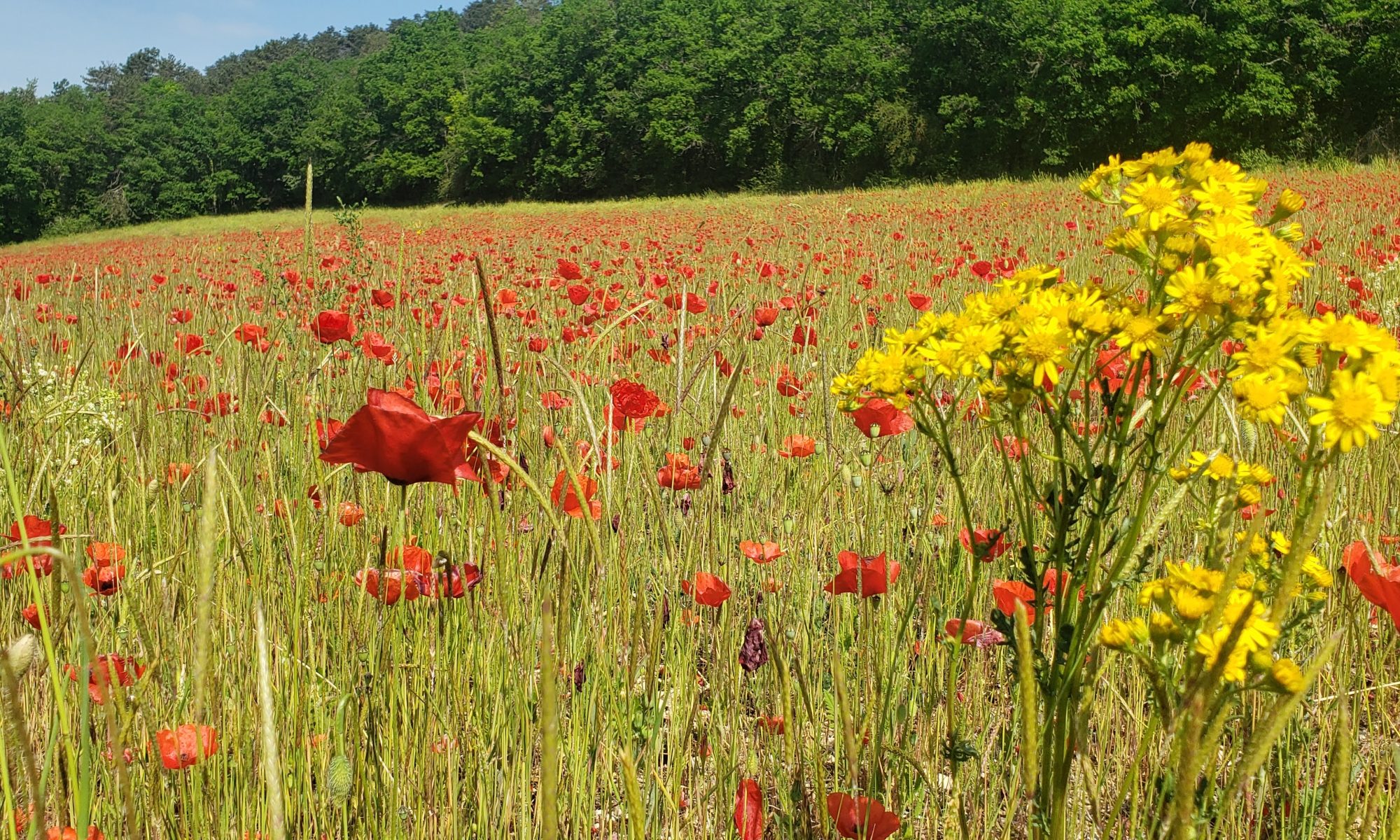Perspective Field of Poppies
